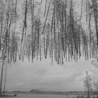 Carreteras invisibles colgando árboles en postes. El truco visual que tiene pillado a medio internet, pero que es un invento de Finlandia en plena guerra 