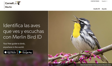 Merlin Bird