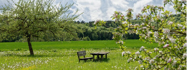 Siete árboles frutales que crecen rápido y son ideales para tener fruta en poco tiempo