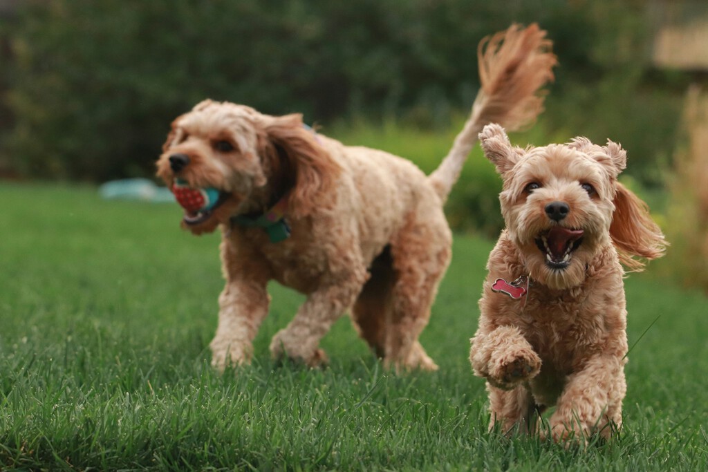 España ha hecho su primer gran estudio sobre cuántas mascota