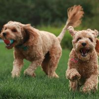 España ha hecho su primer gran estudio sobre cuántas mascotas hay en el país. Y se ha llevado una sorpresa