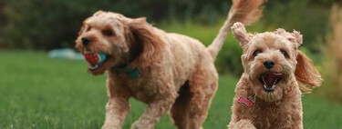 España ha hecho su primer gran estudio sobre cuántas mascotas hay en el país. Y se ha llevado una sorpresa