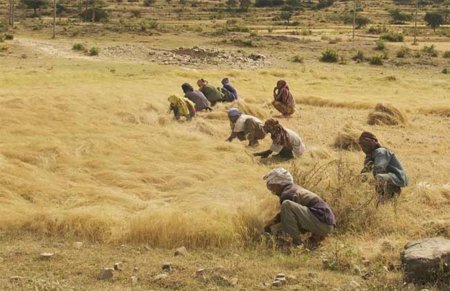 El teff, una alternativa a los cereales integrales tradicionales
