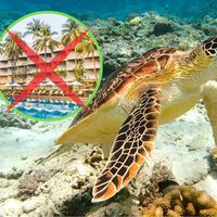 Un megaproyecto turístico de lujo prometía transformar esta playa de Nayarit, pero las tortugas marinas estaban en riesgo
