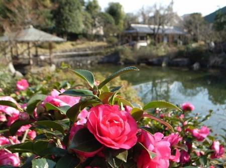Toshima Isla de la camelias
