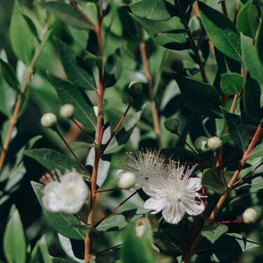 Mirto chino: la planta que florece 120 días al año y puede crecer hasta 3 metros en tu jardín