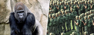 One Gorilla vs. 100 Men: The Viral Debate Taking Over the Internet 