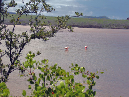 Flamingos Floreana