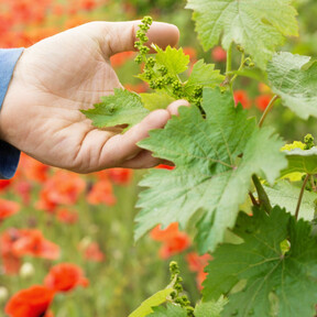 Por primera vez, La Rioja abre la puerta a que se arranquen viñedos: hay demasiado tempranillo