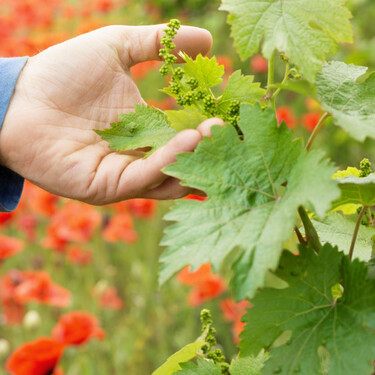 Rioja abre por primera vez la puerta al arranque subvencionado de viñedos 
