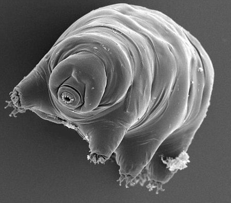 ¿Cuál es el animal más difícil de matar del mundo?
