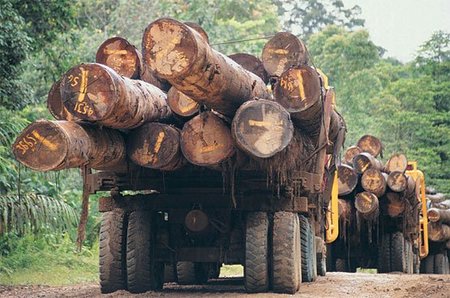 ¿Cómo la dictadura de Indonesia dependió de un sólo hongo?