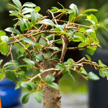 Esta es la planta que los chinos regalan en Año Nuevo Chino para atraer suerte y abundancia