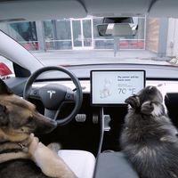 Tesla incorpora ahora un antirrobo con cámaras y alarmas mientras cuida de tu perro si lo dejas en el coche