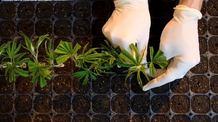 EEUU aprueba el primer medicamento derivado de la marihuana: se usará en la epilepsia infantil