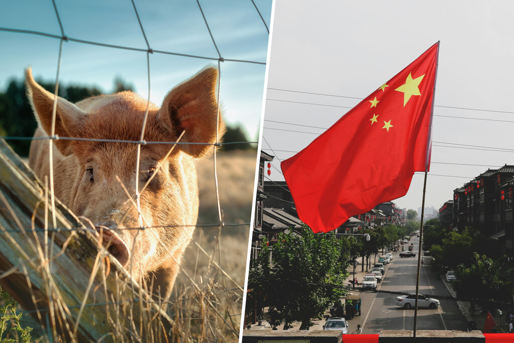 Rusia sueña con dominar el millonario mercado porcino de China. Pekín acaba de ponérselo más fácil a costa de la UE