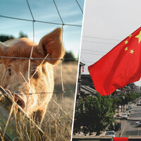 Rusia sueña con dominar el millonario mercado porcino de China. Pekín acaba de ponérselo más fácil a costa de la UE