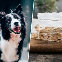 Si la pregunta es cuál es el futuro de la industria del turrón, una idea empieza a ganar fuerza en España: las mascotas