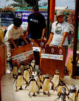 El viaje de los pingüinos