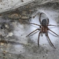Aranhaverso na vida real? Cientistas encontram megacidade de aranhas em caverna europeia 