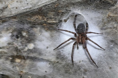 Aranha em caverna. Créditos: Urak