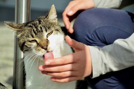 Un gato lamiendo la mano de una persona