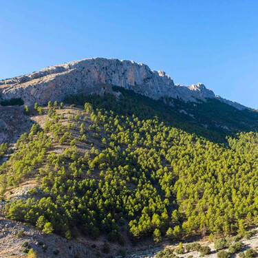 Todo el mundo piensa que Almería es un enorme desierto: este pinar les quita la razón y es perfecto para el senderismo 