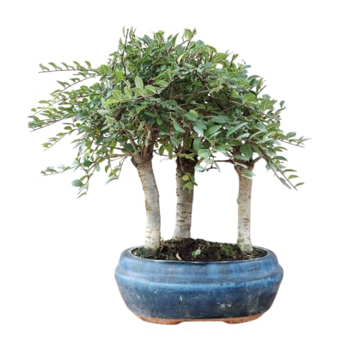 Bonsai de Bosque de Zelkovas de 6 Años