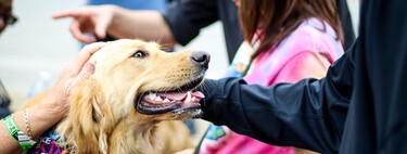 Estas son tus nuevas obligaciones con la Ley de Bienestar Animal y el plazo que tienes para cumplirlas