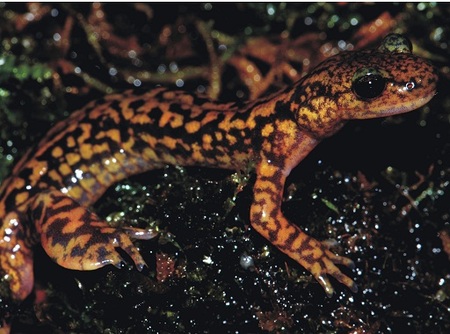 Cuatro especies nuevas de un curioso género de salamandras