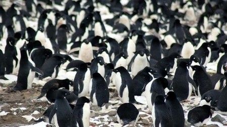 Gracias a un dron se descubre una colonia desconocida de 1,5 millones de pingüinos