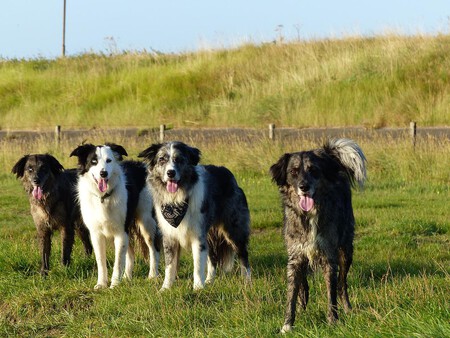 Que Raza De Perro Encaja Mejor Con Tu Familia 2 Border Collie