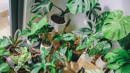 Plantas