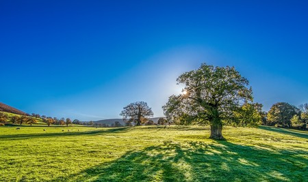Plantar un árbol por cada bebé que nazca, la iniciativa de Madrid en defensa del medio ambiente