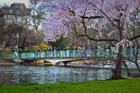 Cerezos Londres
