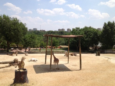 En el Zoo de Madrid ya se puede disfrutar del mirador de la pradera africana