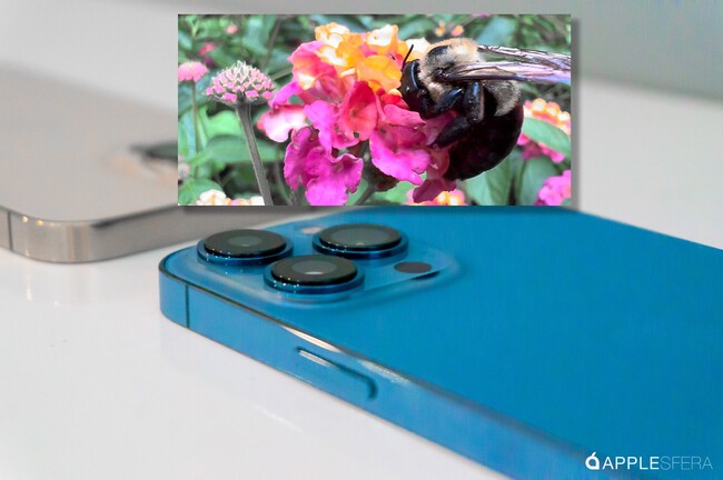 Iphone 13 Pro Max Abeja