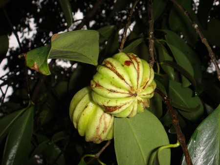 ¿qué hace la garcinia cambogia para el hígado ¿qué hace la garcinia cambogia para el hígado
