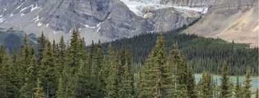 Italia plantó millones de abetos buscando proteger los Alpes y tras 90 años ha constatado que la biodiversidad se ha reducido a la mitad 