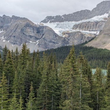 Italia plantó millones de abetos buscando proteger los Alpes y tras 90 años ha constatado que la biodiversidad se ha reducido a la mitad 