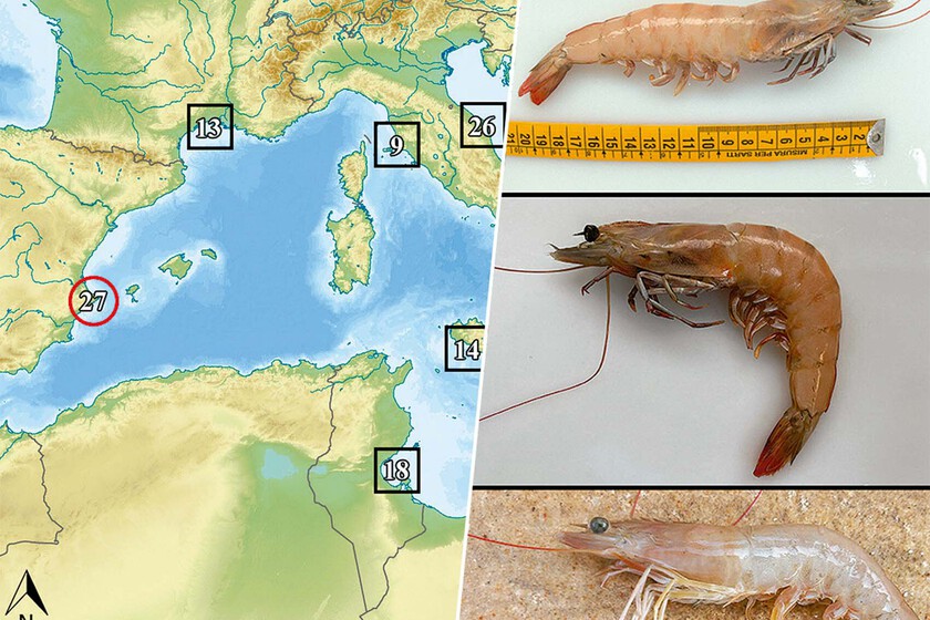 El Ebro se está llenando de una especie con potencial invasor: el langostino café. La parte positiva es que al menos se comen