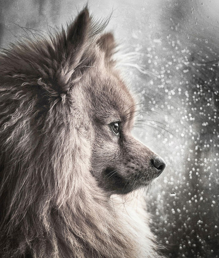 dogoftheyear