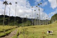 El Valle de Cocora en el Eje Cafetero de Colombia. 