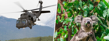 Austrália executou 750 coalas com franco-atiradores em helicópteros "pelo bem dos animais"