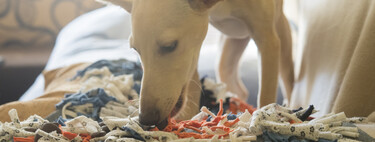 Cómo fabricar una alfombra olfativa casera y económica para estimular a nuestro perro