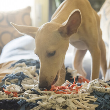Cómo fabricar una alfombra olfativa casera y económica para estimular a nuestro perro
