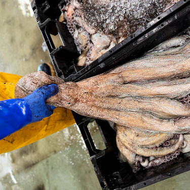 Mucho pulpo, pero menos gallego: el 80% del pulpo vendido en Galicia en lo que va de año no es español 