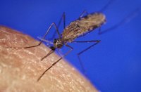 Los mosquitos prefieren a las embarazadas
