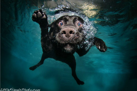 Sorprendentes fotografías caninas bajo el agua