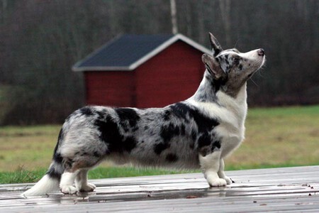 Corgi Cardigan